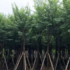 常绿宫粉紫荆 基地直销 10公分行道红叶紫荆揭阳宫粉紫荆基地直销