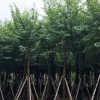 常绿宫粉紫荆 基地直销 10公分行道红叶紫荆揭阳宫粉紫荆基地直销