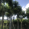 揭阳火焰木基地12分至15分袋苗价格。官方网站查询。价格批发。