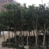 广东桂花袋苗基地。普宁产地直销。批发价格。园林用途。市政货