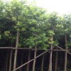 中山天筀桂袋苗。阴香基地。产品批发价格。园林景观。市政用途