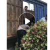 广州七彩大红花产地。中山七彩大红花基地。揭阳七彩大红花批发。