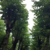 广东火焰木基地。产地直销。批发价格。市政树。行道树。8至10分