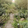 红梅 萧山基地直销 红梅 腊梅 茶梅 各种规格 绿化工程 大量批发