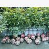 金丝楠木种子.叶子细.小.薄.边缘金黄色