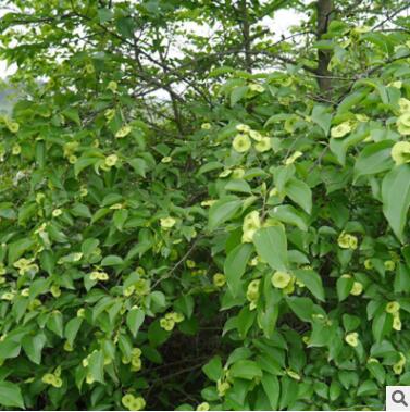 批发铜钱树种子 青钱柳 金钱树 金钱柳种子 绿化林木图2