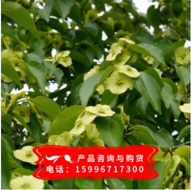 批发铜钱树种子 青钱柳 金钱树 金钱柳种子 绿化林木图3