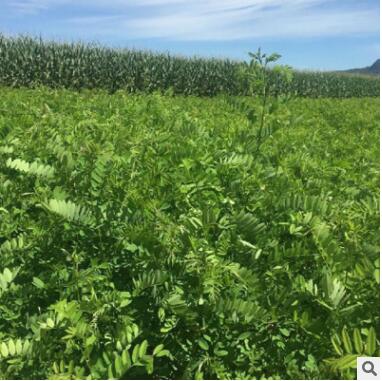 基地批发紫穗槐树苗 紫穗槐苗 紫穗槐 根系发达易成活 苗圃基地图2