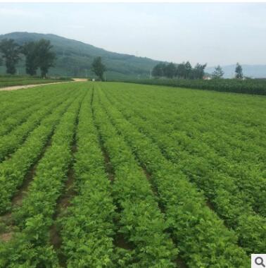 基地批发紫穗槐树苗 紫穗槐苗 紫穗槐 根系发达易成活 苗圃基地图3