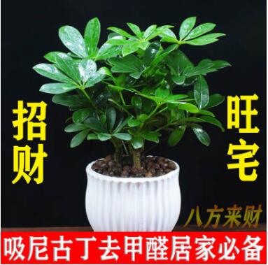 七叶莲八方来财鸭脚木幸福树苗盆栽四季常青办公室内外花卉绿植物图3