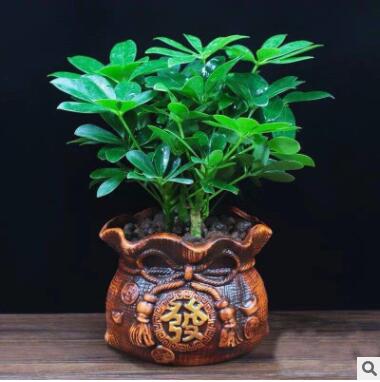 七叶莲八方来财鸭脚木幸福树苗盆栽四季常青办公室内外花卉绿植物