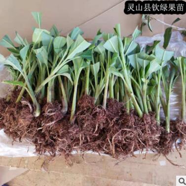 香蕉苗广西组培香蕉苗脱毒苗中蕉9号粉蕉苗安南蕉威廉斯B6红香蕉