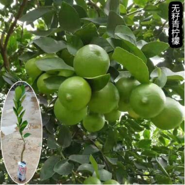 柠檬树苗嫁接苗台湾无籽青柠檬当年结果四季可种南方果苗地栽庭院