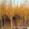 苗圃供应金枝槐 黄金槐 黄槐 槐树 金枝国槐 绿化工程量大从优