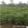 苗圃直销优质黄山栾北栾 行道树 规格齐全 庭院花园遮阴化工程苗
