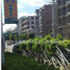 广东绿化芒果树福建绿化芒果树苗种植基地广西芒果树苗批发价园林