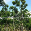 供应骨架A货秋枫20-22公分基地直销园林工程供应青枫树全大量批发