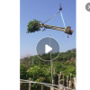 秋枫树苗12-14公分公基地直销青枫大量园林工程苗木供应规格批发
