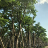 常绿乔木本基地长年低价直销供应各种规格乔木质量保证价格优惠