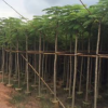 凤凰木园林5公分凤凰木多种规格绿化工程苗木批发名贵风景树种类