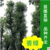 出售香樟 广东香樟树苗 香樟树1至25公分超低价格（造林、香樟）