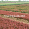 大小规格红叶小檗小苗基地
