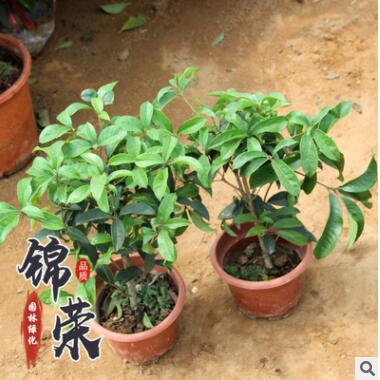 爆款桂花包邮金桂树苗四季桂五彩桂丹桂树苗盆栽图3