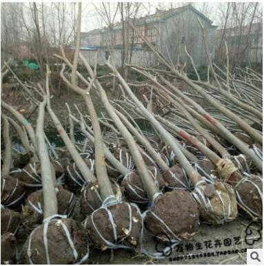 国槐苗 黄金槐树苗 垂槐 龙爪槐树 庭院道路行道树黄金槐大树苗图3