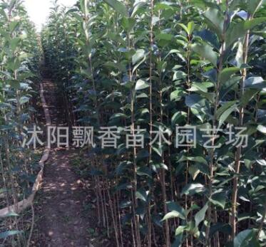 大叶女贞小苗出售 女贞树苗. 苗树批发.高杆女贞图3