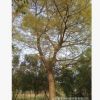 安徽和县苗木基地 朴树（胸径22cm）