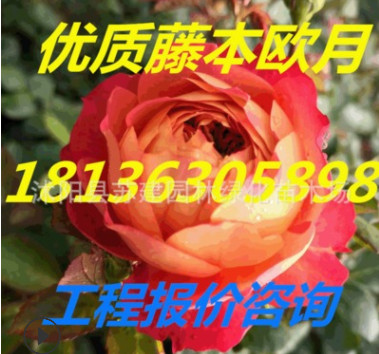 基地直销欧洲藤本月季 欧月 欧洲月季花藤本月季 爬藤月季花