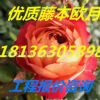 基地直销欧洲藤本月季 欧月 欧洲月季花藤本月季 爬藤月季花