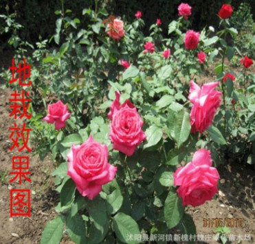 绿化工程苗 丰花月季 月季花苗 庭院盆栽月季花 玫瑰花苗品种齐