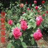 绿化工程苗 丰花月季 月季花苗 庭院盆栽月季花 玫瑰花苗品种齐