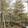 大量供应绿化苗木 普宁绿化苗木锦叶榄仁 花叶榄仁移植苗袋苗现货