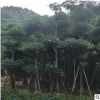 现货盆架子绿化工程承包 厂区环保绿化 树苗批发小苗袋苗移植苗