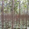 苗圃直销行道树大叶女贞树苗 规格齐全 四季长青不落叶 庭院别墅