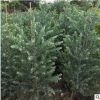 庭院植物银叶金合欢 常绿灌木银叶金合欢庭院小区园林绿化苗木
