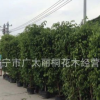 广东普宁黄金垂榕柱 垂榕柱 柱状垂榕 垂榕柱移植袋苗 大小苗现货