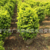 金叶植物园林工程　苗木黄金叶黄素梅 观赏苗木常用花木常绿彩叶