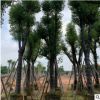 香樟树28分 本地自家种植销售园林绿化工程地苗袋苗乔木厂家供应