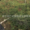 广东普宁批发南天竹蓝天竹兰天竹别名天竺红天竹天竹叶袋竹