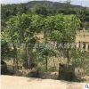 批发供应盆栽九里香绿化苗 袋装苗 香气怡人 盆景植物 开花清香