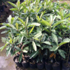 正品基地直销果树果苗枇杷苗 庭院种植 现挖现卖 包质量小树袋苗