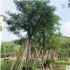 批发凤凰木/绿化苗木/移植/假植木5-30公分普宁本地产地直销