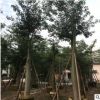 大腹木棉 苗木厂家直销批发 木棉庭院园林景观工程 绿化树木