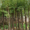 香樟树8分 本地自家种植销售园林绿化工程地苗袋苗乔木厂家供应