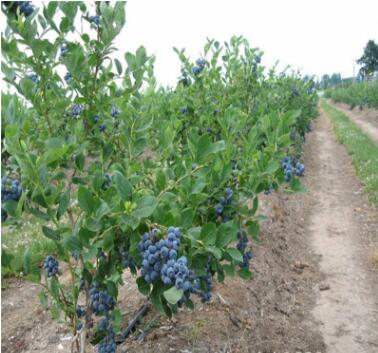 山东泰安蓝莓树 蓝莓树优质供应 品种纯正蓝莓树
