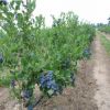 山东泰安蓝莓树 蓝莓树优质供应 品种纯正蓝莓树