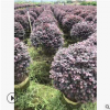 红花继木 萧山基地直销 红花檵木球 毛球等各种规格苗木大量批发